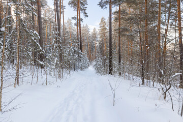 The beauty of the winter frosty snow-covered forest