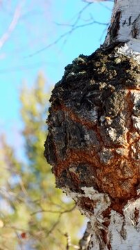 Birch chaga. The chaga mushroom growing on a birch tree. Birch mushroom. Oblique tubular tinder (chaga). Treatment, medicine and health. Vertical video.