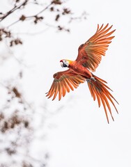 Obraz premium Scarlet Macaw Soaring in Tropical Sky Captures the Beauty of Exotic Birds.