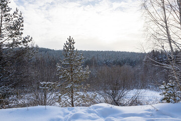 The beauty of the winter frosty snow-covered forest