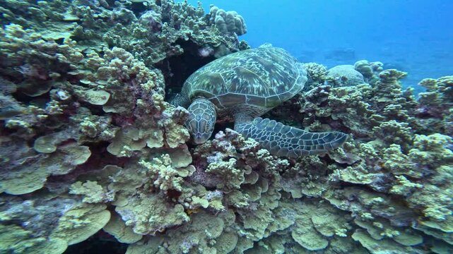 &iquest;Pueden los buceadores encontrarse con tortugas marinas en el mundo submarino?
La tortuga est&aacute; descansando despu&eacute;s de haber bebido demasiado el d&iacute;a anterior.