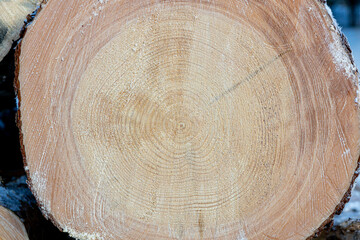 Fototapeta premium Cut tree trunk surface texture close up.