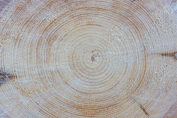 Naklejka premium Cut tree trunk surface texture close up.