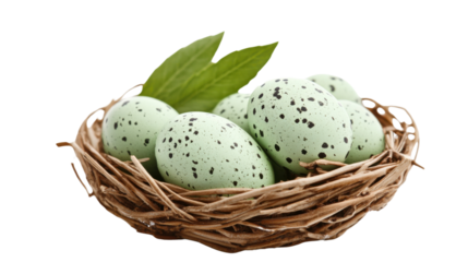 Bird's nest with eggs on transparent background