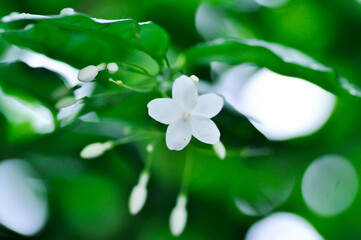 Wrightia religiosa , Tejsm and Binn or Benth ex Kurz or Apocynaceae with white flowers