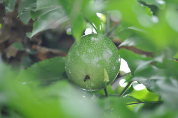 passion fruit seed , passion fruit plant