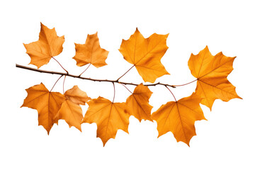 beautiful tree isolated on white.