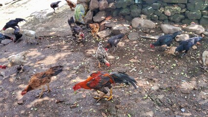 Various color patterns of chickens,Indonesian chicken type,in Indonesia it is known as Jago chicken or rooster,Kampung chicken,Cemani chicken. Indonesian chicken farm