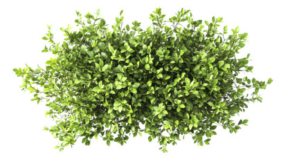 Obraz premium Green bush on transparent background