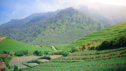 Terraced Rice Fields with Mountain Background