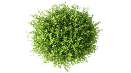 Green bush on transparent background