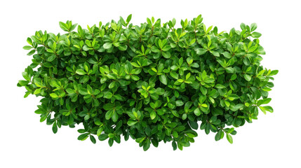 Obraz premium Green bush on transparent background
