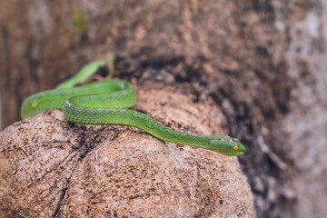 Cryptic Green Pitviper - Trimeresurus Cryptographicus curled up on a branch with sunlight after rain. Rare new species snake pit viper in forest Phitsanulok Thailand.