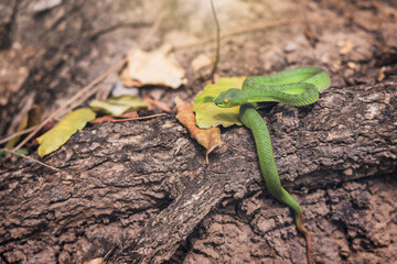 Rare new species snake pit viper in nature forest Phitsanulok Thailand. Cryptic Green Pitviper - Trimeresurus Cryptographicus under the tree with sunlight.