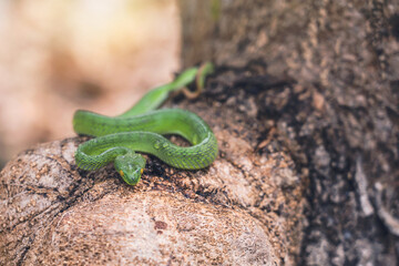 Cryptic Green Pitviper - Trimeresurus Cryptographicus curled up on a branch with sunlight after rain. Rare new species snake pit viper in forest Phitsanulok Thailand.
