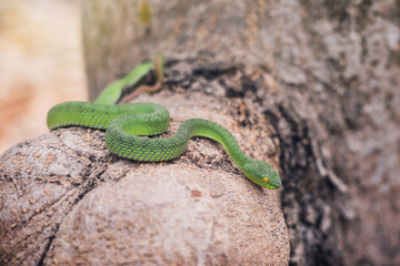 Cryptic Green Pitviper - Trimeresurus Cryptographicus curled up on a branch with sunlight after rain. Rare new species snake pit viper in forest Phitsanulok Thailand.