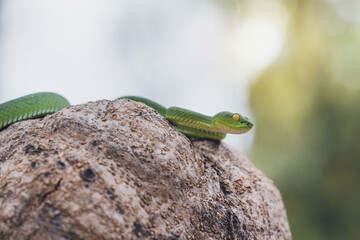 Cryptic Green Pitviper - Trimeresurus Cryptographicus with a face protruding from tree. Rare new species snake pit viper in nature forest Phitsanulok Thailand.