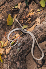 Oriental Whip Snake - Ahaetulla prasina creamy or grey white morph is a very mildly venomous snake in the family Colubridae not harmful to humans.