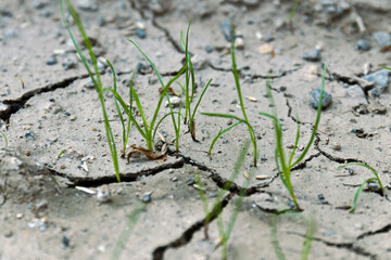 Plant sprouts growing on cracked ground, representing resilience and survival in harsh conditions