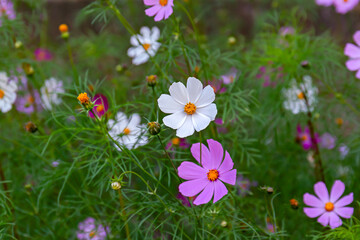 Obraz premium Pink and white Cosmea garden flowers blooming in summer, close-up floral photography