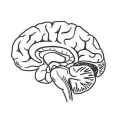Brain of the person for medical design vector illustration (3)