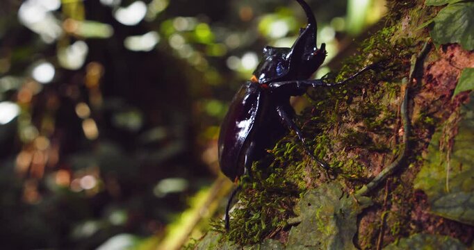Closeup shot of a rhinoceros beetle navigating the Amazon rainforest environment.