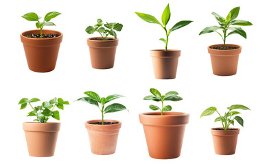 Obraz premium Collection of various potted plants, featuring young green seedlings in terracotta pots. The plants have vibrant green leaves isolated on white transparent background PNG set