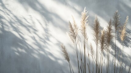 Pampas Grass Against a Light Grey Wall Background
