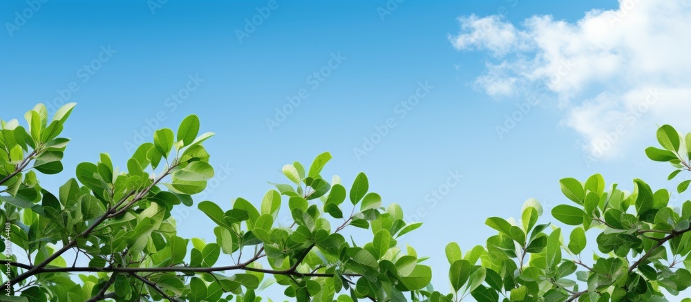 Poster lush green leaves with intricate branches positioned against a clear blue sky and soft white clouds 