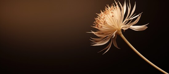 Brown wild onion flower on slender stem positioned left against a soft gradient background of warm tones provides ample empty space for text or design