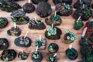 フリーマーケットの露店に並ぶ商品達、ミニ盆栽