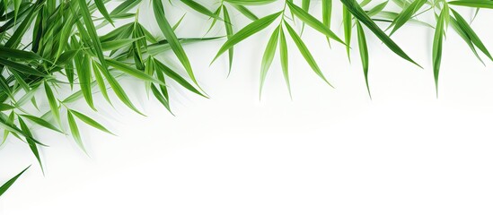 Obraz premium Green bamboo palm leaves arranged artistically in the top left corner of a white background, creating a fresh and vibrant floral design concept.