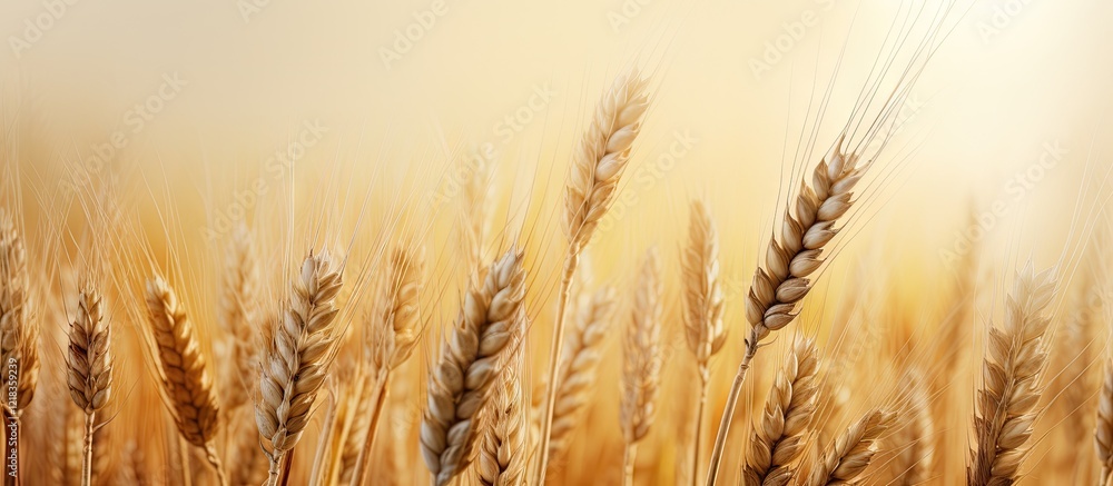 Aufkleber ripe golden wheat ears in soft sunlight, with blurred background providing ample empty space for tex