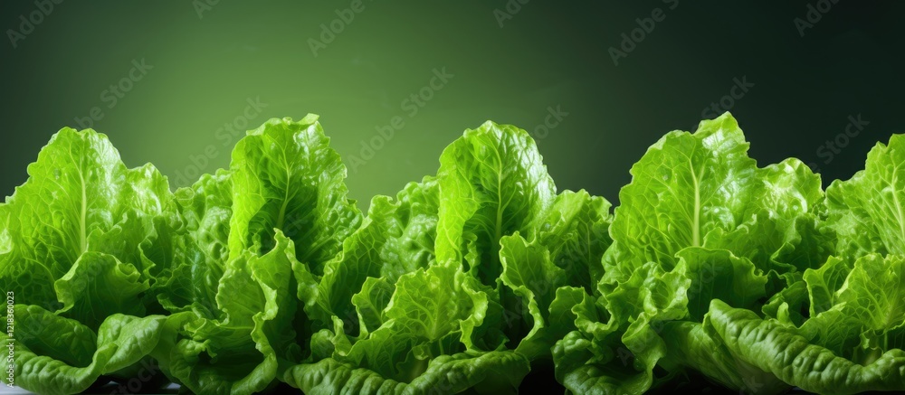 Poster fresh crisp green lettuce leaves arranged in a row on a dark green gradient background showcasing vi