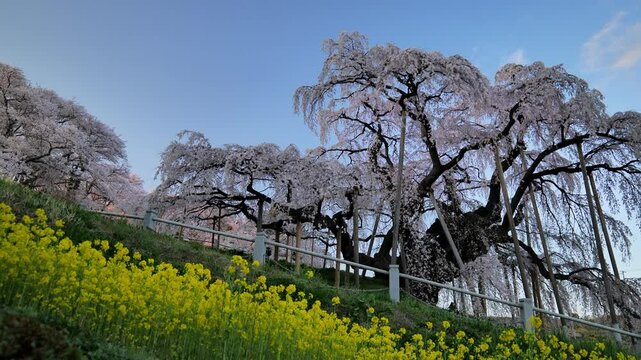 三春滝桜 Images – Browse 289 Stock Photos, Vectors, and 三春滝桜 Images – Browse 289 Stock Photos, Vectors, and