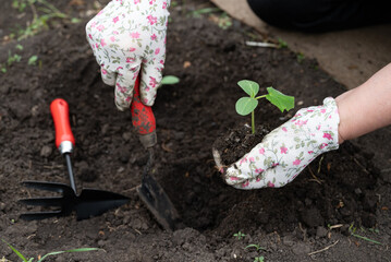 Gardener planting seedlings in rich soil on a sunny day in a backyard garden with tools nearby