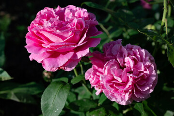 Beautiful pink roses blooming in a garden during springtime, showcasing rich colors and delicate petals