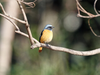 Beautiful bird Redstart bird, Daurian Redstart (Phoenicurus auroreus) standing on a branch.
