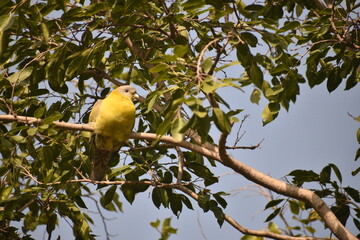 Birds of India