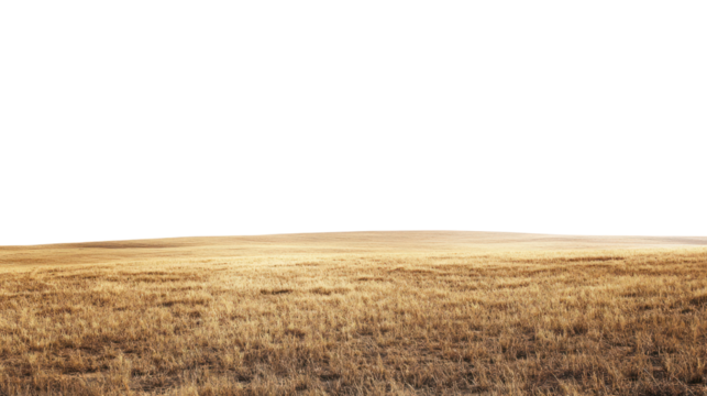 Vast golden field under a clear sky, capturing the essence of nature's beauty with a tranquil and open atmosphere.