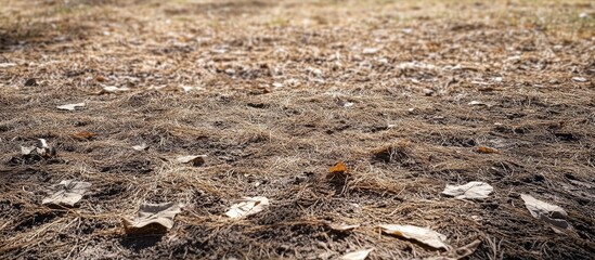 Fototapeta premium Close-up of furrowed ground with dried fallen leaves in warm browns and yellows, contrasting with light brown mowed grass, evoking autumn's tranquility.