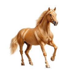 Naklejka premium Majestic Palomino Horse in Motion Elegant Golden Coat Powerful Stride