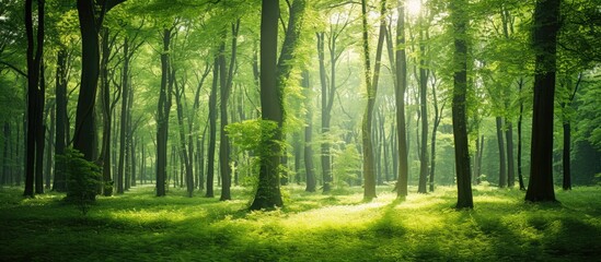 Lush green forest with tall trees illuminated by sunlight filtering through foliage creating serene natural background with soft shadows on grass.