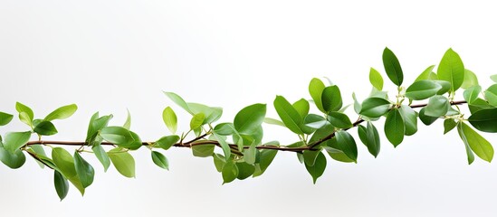 Obraz premium Green leafy branch with vibrant foliage extending horizontally against a clean white background showcasing natural beauty and freshness.