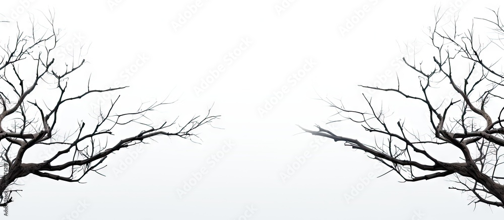 Poster dry branches of a tree in black positioned symmetrically on a soft gradient white background creatin