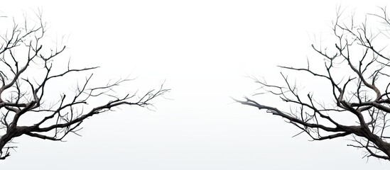 Dry branches of a tree in black positioned symmetrically on a soft gradient white background creating a stark and artistic contrast © Gular