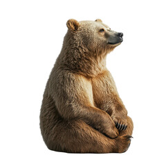 Obraz premium Grizzly Bear Cub Sitting Profile View Wildlife Animal Portrait