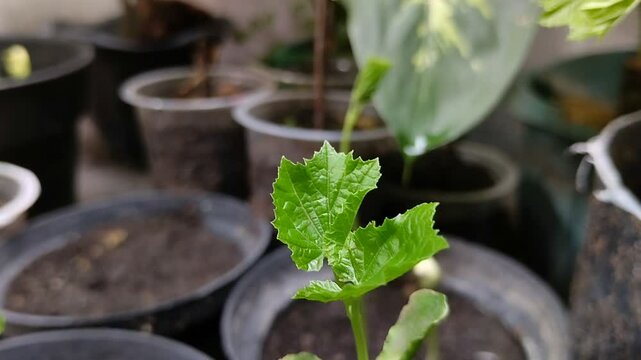 Bitter melon seedlings (Momordica charantia L) growing in black plastic pots
