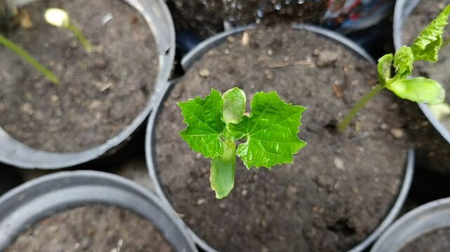 Bitter melon seedlings (Momordica charantia L) growing in black plastic pots