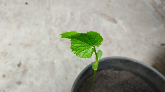 Bitter melon seedlings (Momordica charantia L) growing in black plastic pots